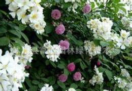 准备苗木：选择健康的蔷薇花