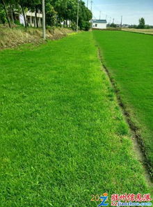 草坪的美丽：时间的艺术