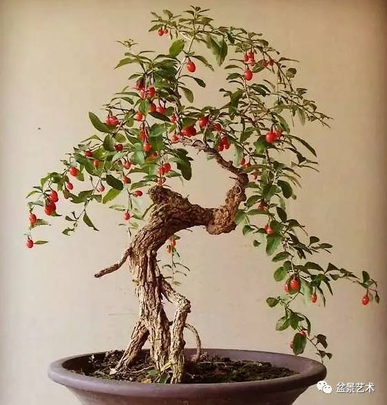 枸杞盆景初冬如何养护才能保持生机