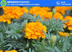 孔雀草的寓意究竟蕴含着怎样的象征意义和深层内涵