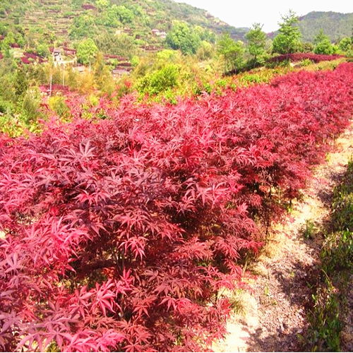“乌桕树：国家保护植物，价值高，爆款花卉！”