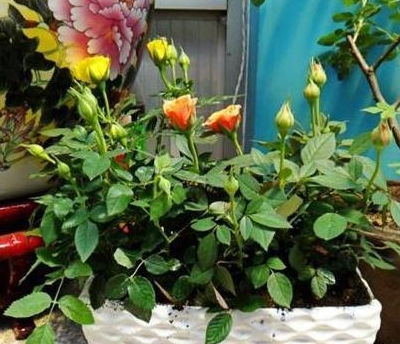 施肥不当：月季的“营养过剩”