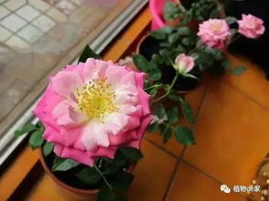 春天杜鹃花如何种植才能保证其开花旺盛