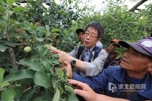 五、潜叶蛾防治，灭幼脲2号是特效