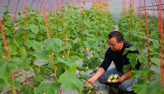 黄瓜移栽后的烦恼：除草剂选哪个？