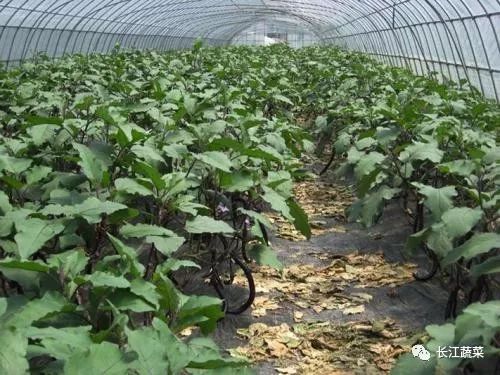 香菜：阴凉处的绿色小精灵