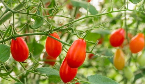 西红柿种植过程中如何科学管理水分和光照以促进果实成熟