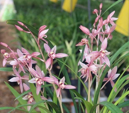 土壤的魔力：兰花成长的小天地