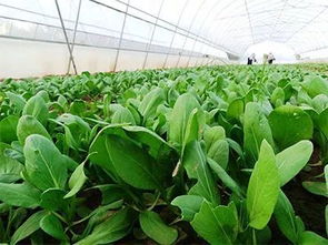 误区1：盲目提高浓度：