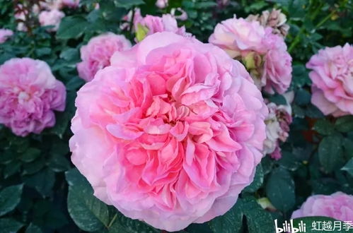 月季花， 那啥，就是花花草草啦