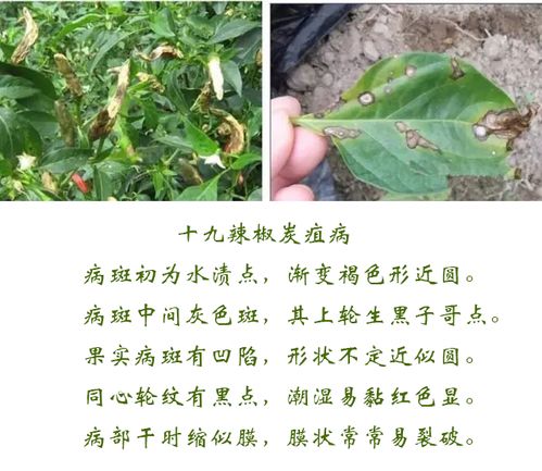 高得乐苯醚甲环唑为何病害反复治不好？