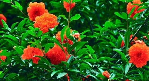 金雀花的花期是何时？想了解它具体在哪个季节开放