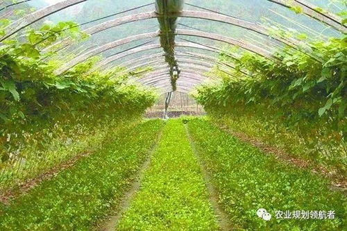 鹅肠菜繁殖力强，易栽培