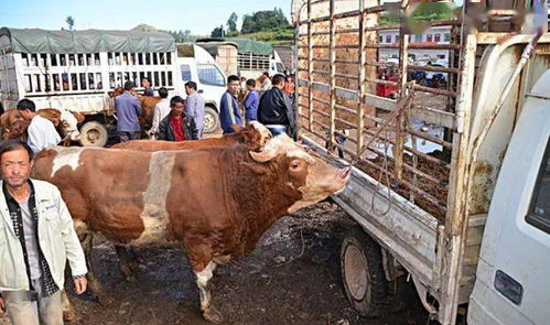 养猪业需摒弃毛色偏见，追求健康养殖