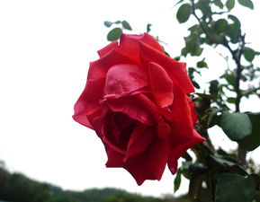 树状月季：独特树形， 观赏价值梗高