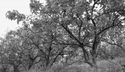 秋季摘心：给榕树踩刹车