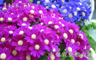 瓜叶菊病虫害频发，是何原因导致