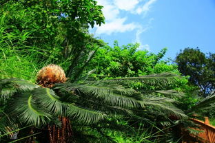 揭秘铁树生长的黄金温度：关键环境因素大解密！