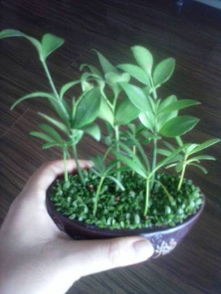 福禄桐花修剪，如何打造独特造型
