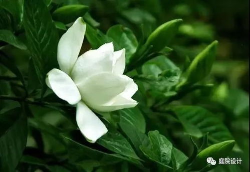 栀子：永恒的爱与约定