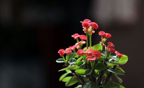 麒麟花是否适合在家养护？