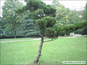 簕筜树价格探秘：贵不贵？哪里买？