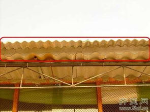 建造猪舍需要注意哪些7个关键要点