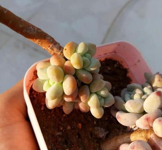 冬季换盆的生石花，服盆有难度