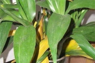 百合叶子发黄，正常还是异常？