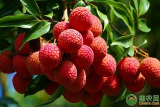 荔枝施肥与病虫害防治