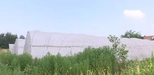 杀螨剂，对环境和人体危害大吗？