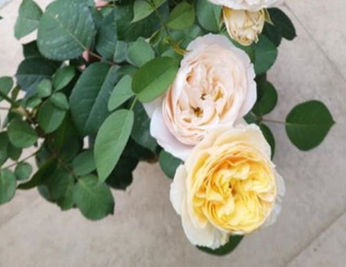 夏季施肥， 有讲究