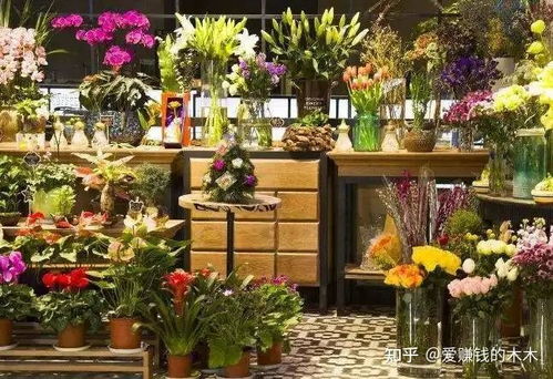 多肉植物的多样性与养护秘籍