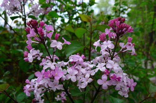 浓香花卉大盘点：那些让人陶醉的香气