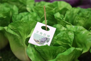 20种奇特植物大揭秘：探索自然界的趣味奥秘