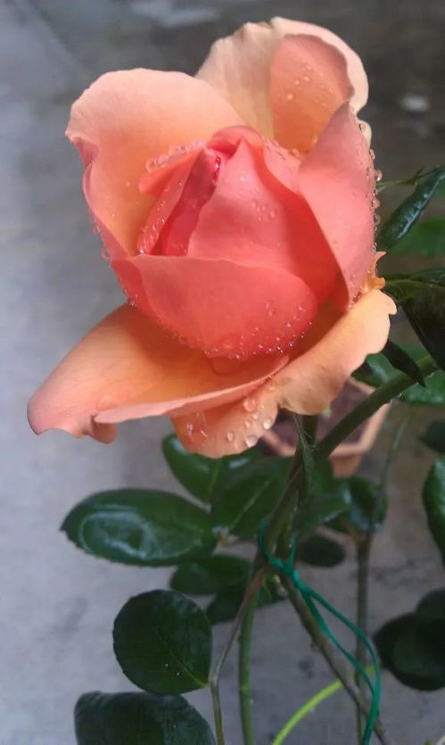 月季花中的神秘夜晚