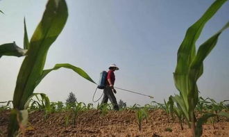 混合对玉米生长和病虫害防治的影响