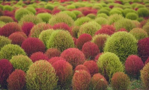 长青地肤草， 潜力无限