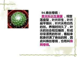 三、 珍稀石生花的养护技巧