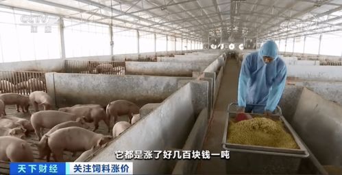 玉溪猪饲料价格连涨3月，养殖户省300元/吨有什么诀窍？