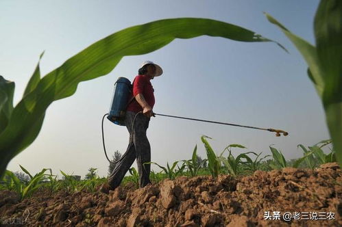 花生地打什么药封闭杂草？试试这款高效除草剂