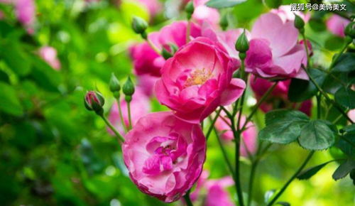 蔷薇之美， 如梦如幻