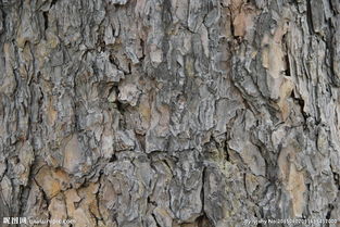 松树皮纹理与形状的奇妙之旅
