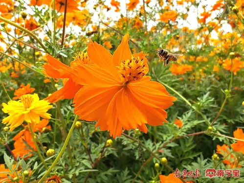 硫华菊：耐旱的黄金战士