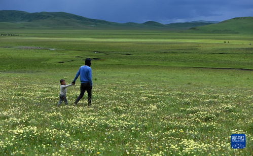垂穗披碱草， 抗旱嫩力MAX
