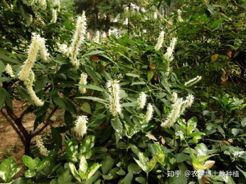 天文草野生于荒野，药用价值高