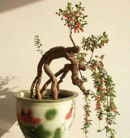吉祥草盆栽，选土宜排水