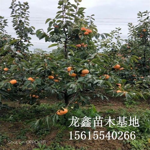 惯与柿子树苗的杂谈