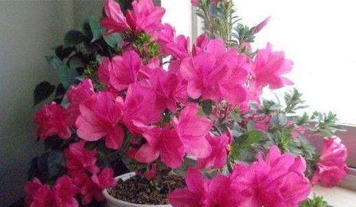 杜鹃花苞干枯，如何巧妙修剪