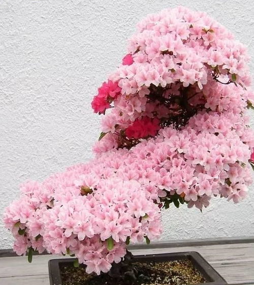 红枫盆景太高？巧妙修剪